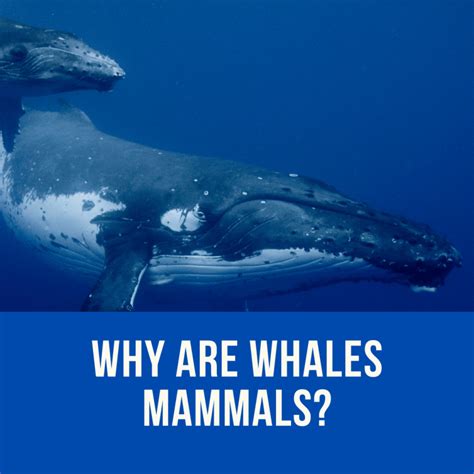 whale is a mammal or fish|5 Reasons Whales Are Mammals Not Fish .